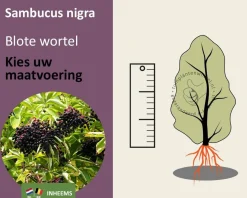 Sambucus nigra - blote wortel