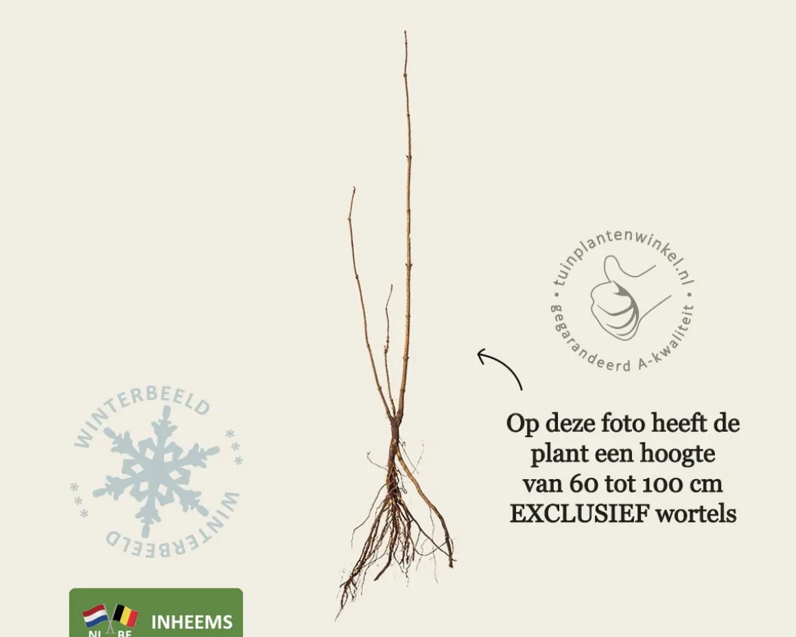Sambucus nigra - blote wortel