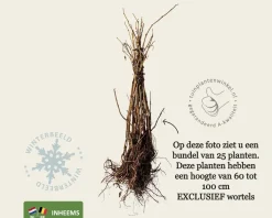 Sambucus nigra - blote wortel