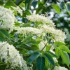 Sambucus nigra 'Haschberg'