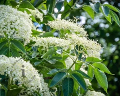 Sambucus nigra 'Haschberg'
