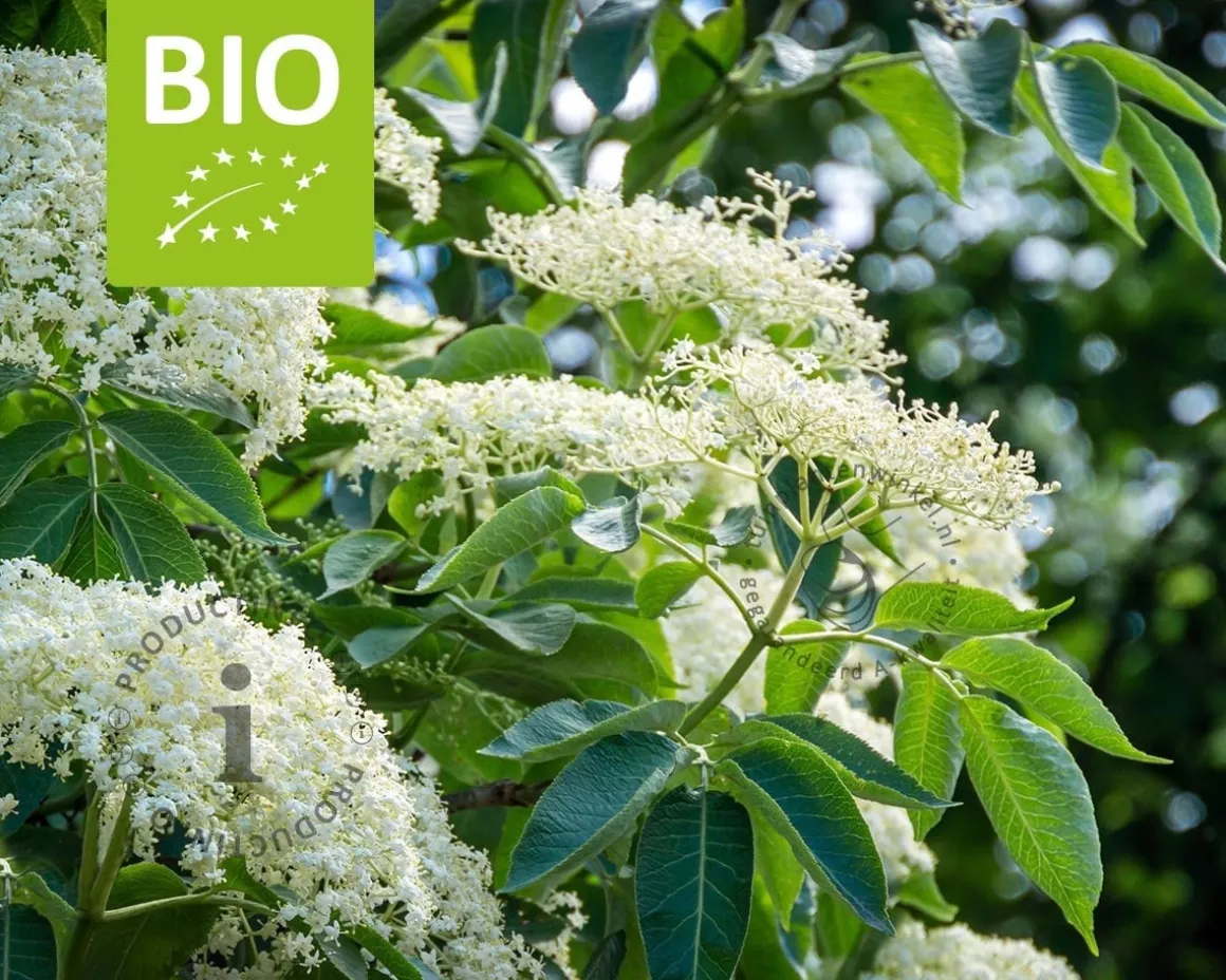 Sambucus nigra 'Haschberg' - BIO