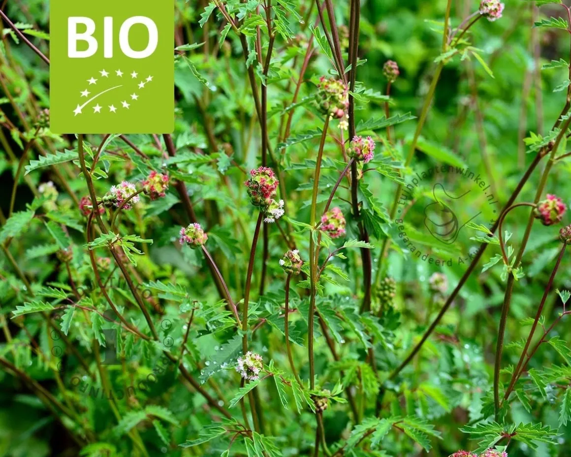 Sanguisorba minor Puur