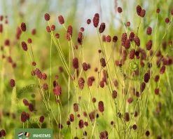 sanguisorba officinalis