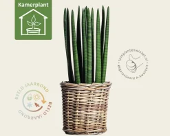 Sansevieria cylindrica