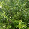 Sarcococca confusa