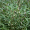 Sarcococca hookeriana var digyna 'Purple Stem'