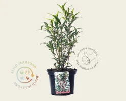 Sarcococca hookeriana var digyna 'Purple Stem'