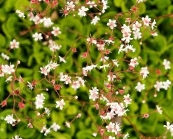 Saxifraga urbium