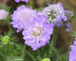 Scabiosa columbaria