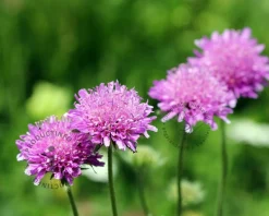 Scabiosa columbaria 'Pink Mist'