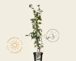 Schizophragma hydrangeoides 'Moonlight'