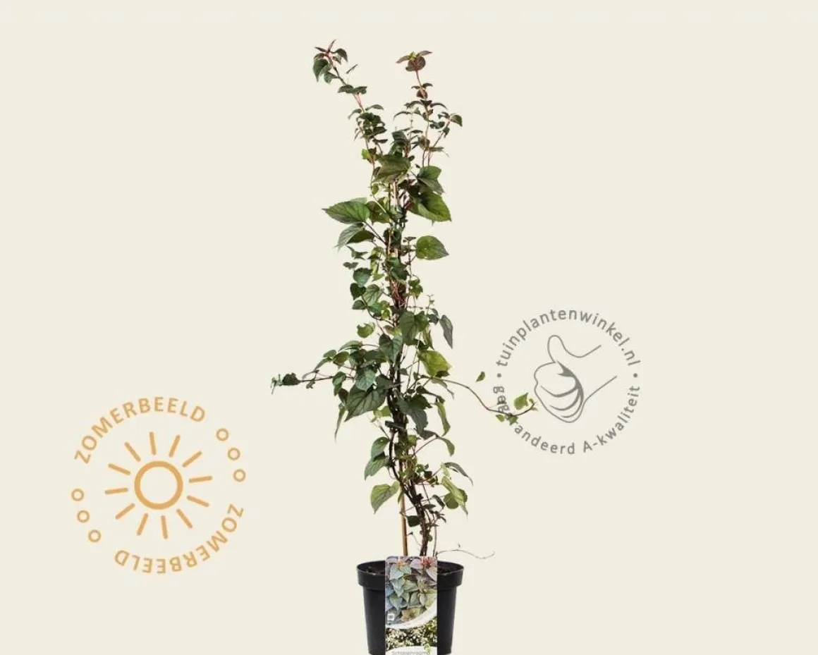 Schizophragma hydrangeoides 'Moonlight'