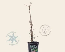 Schizophragma hydrangeoides 'Moonlight'