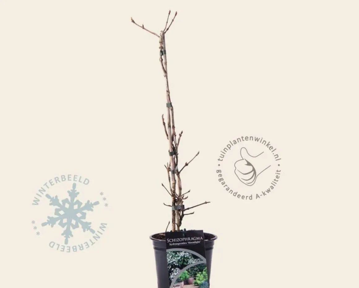 Schizophragma hydrangeoides 'Moonlight'