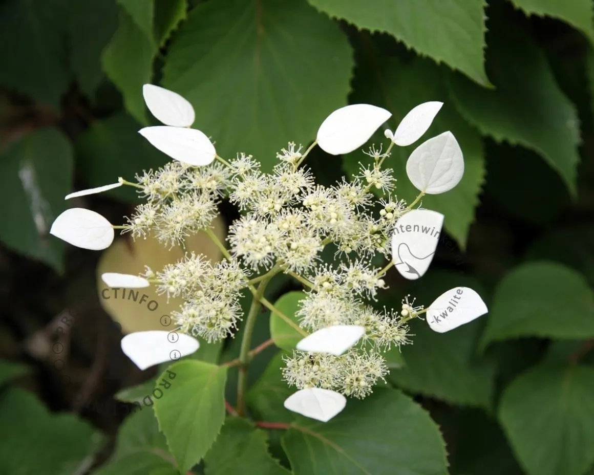 Schizophragma hydrangeoides 'Moonlight'