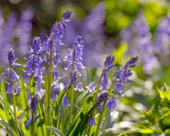 Scilla hispanica 'Blue'
