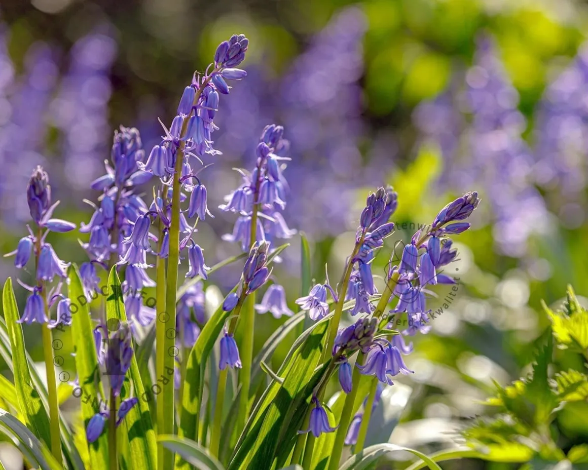 Scilla hispanica 'Blue'