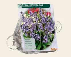 Scilla hispanica 'Blue'