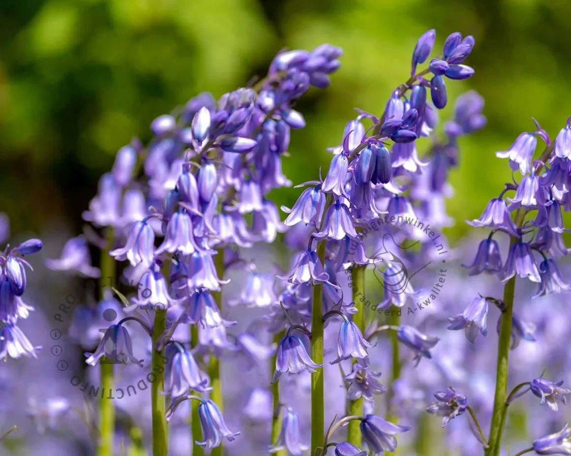 Scilla hispanica 'Blue'
