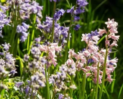 Scilla hispanica Mix
