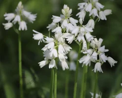 Scilla hispanica 'White'