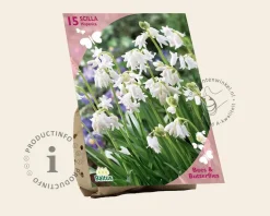 Scilla hispanica 'White'