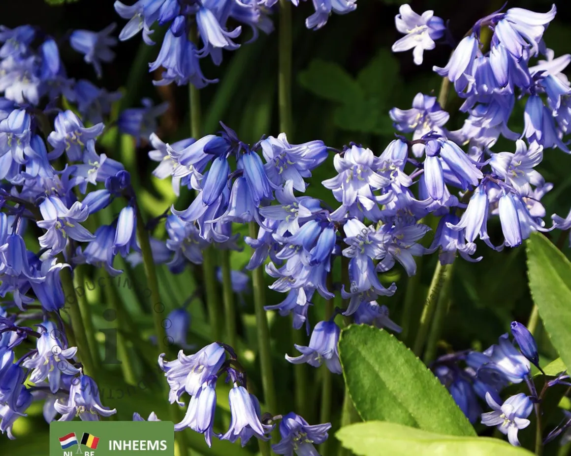 Scilla non-scripta