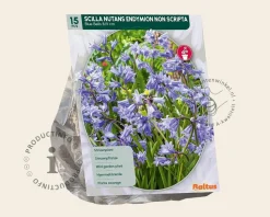 Scilla non-scripta