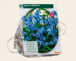 Scilla siberica