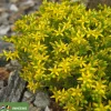 Sedum acre