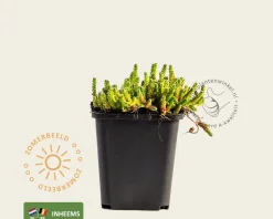 Sedum acre