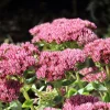 Sedum 'Herbstfreude'