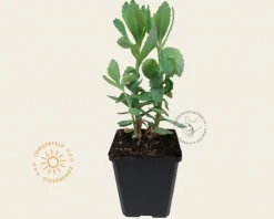 Sedum 'Herbstfreude'