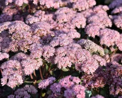 Sedum 'Matrona'
