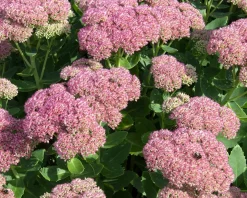 Sedum spectabile 'Brillant'