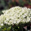 Sedum spectabile 'Stardust'