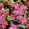 Sedum spurium 'Fuldaglut'