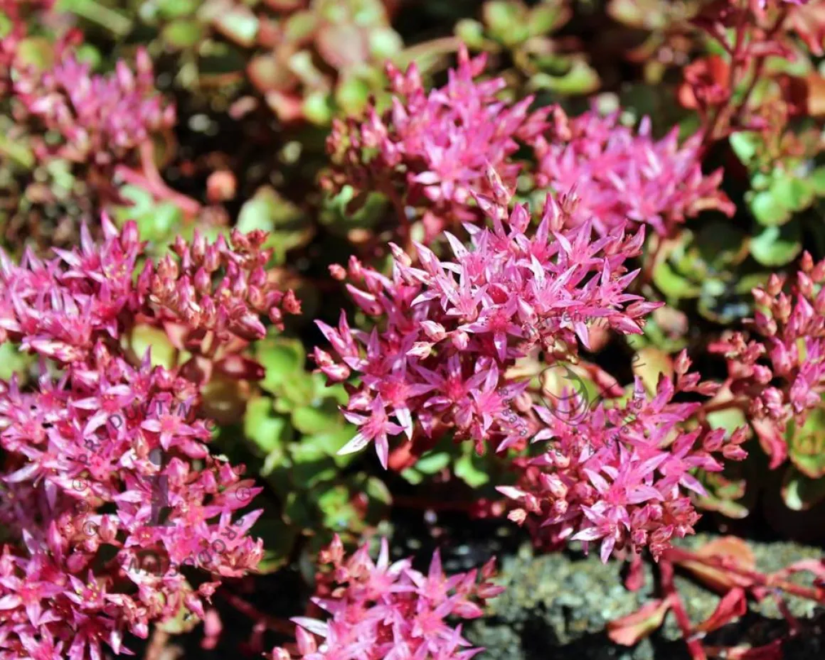 Sedum spurium 'Fuldaglut'