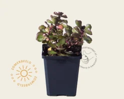 Sedum spurium 'Fuldaglut'