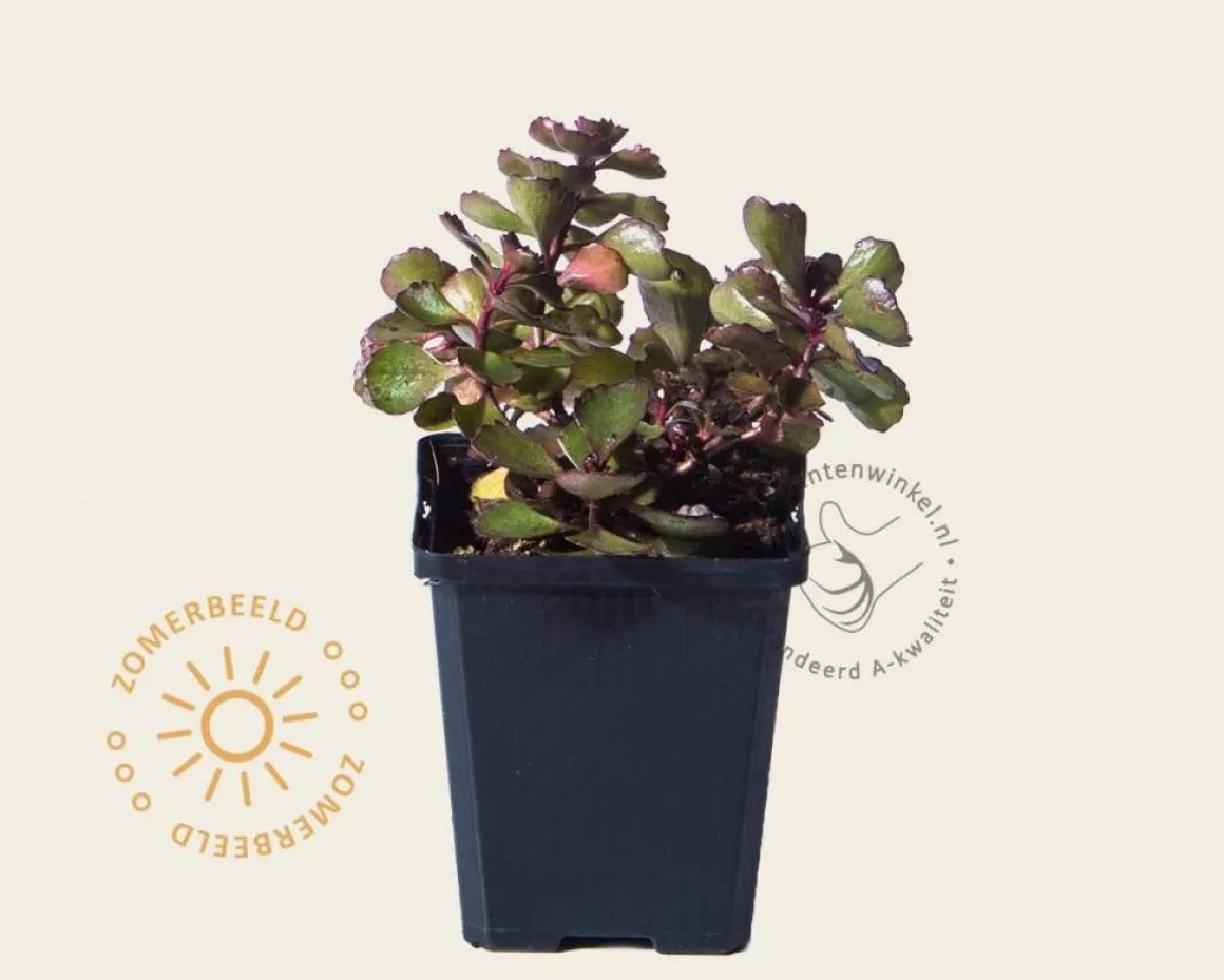 Sedum spurium 'Fuldaglut'