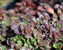 Sedum spurium 'Schorbuser Blut'