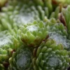 Sempervivum arachnoideum