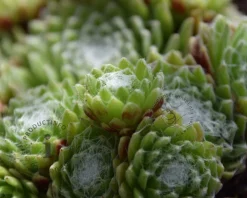 Sempervivum arachnoideum