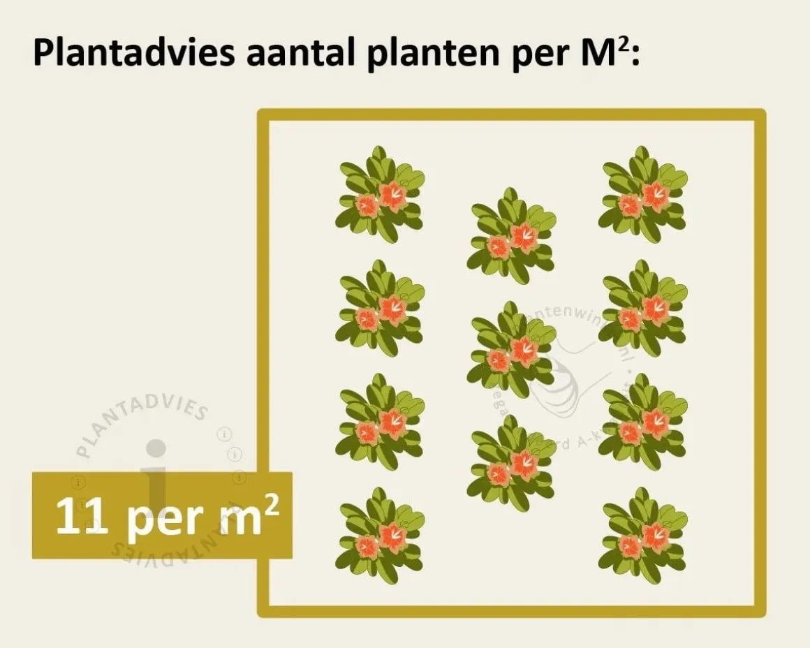 Sempervivum funckii