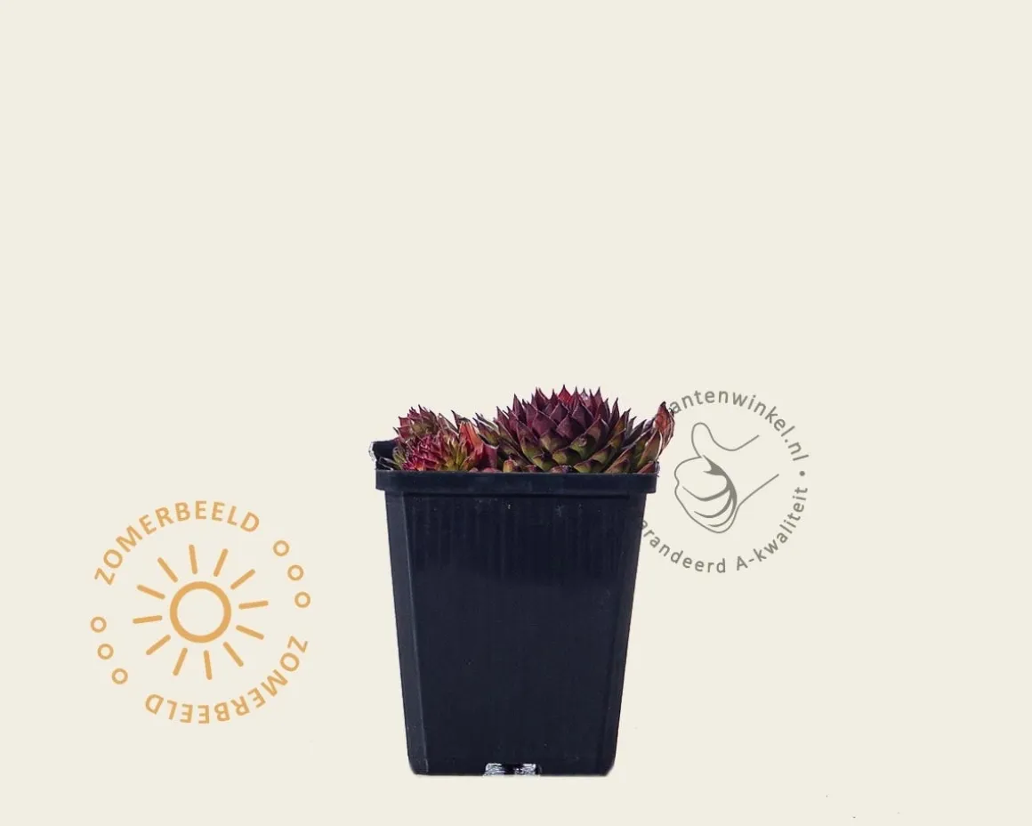 Sempervivum 'Jubilee'