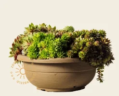 Sempervivum Mix - schaal