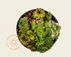 Sempervivum Mix - schaal