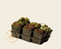 Sempervivum Mix - tray 6 stuks