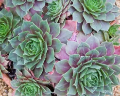 Sempervivum 'Othello'